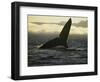 Whales Tale-Art Wolfe-Framed Photographic Print