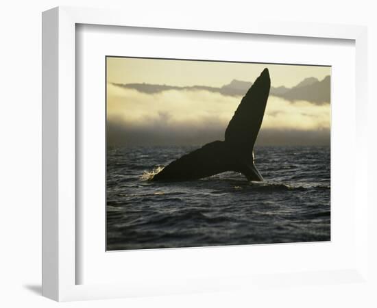 Whales Tale-Art Wolfe-Framed Photographic Print