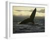 Whales Tale-Art Wolfe-Framed Photographic Print