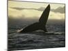 Whales Tale-Art Wolfe-Mounted Photographic Print