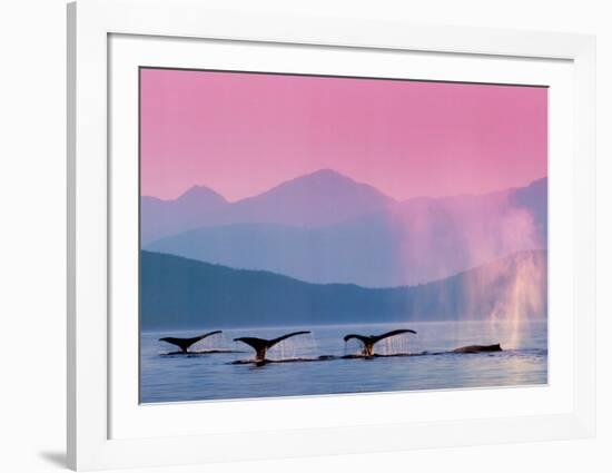 Whales-null-Framed Art Print