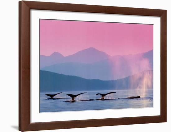 Whales-null-Framed Art Print