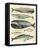 Whales-Pete Oswald-Framed Stretched Canvas