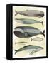 Whales-Pete Oswald-Framed Stretched Canvas