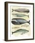 Whales-Pete Oswald-Framed Art Print