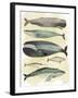 Whales-Pete Oswald-Framed Art Print