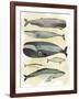 Whales-Pete Oswald-Framed Art Print