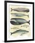 Whales-Pete Oswald-Framed Art Print