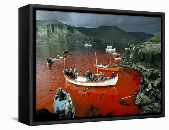 Whaling, Faroe Islands (Faeroes), North Atlantic-Adam Woolfitt-Framed Stretched Canvas