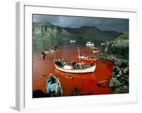 Whaling, Faroe Islands (Faeroes), North Atlantic-Adam Woolfitt-Framed Photographic Print