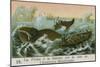 Whaling Off the Coast of South America-null-Mounted Giclee Print