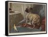 What Can This Be?-Carl Constantin Steffeck-Framed Stretched Canvas