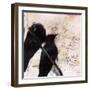 What Crows Reveal II-Ingrid Blixt-Framed Art Print