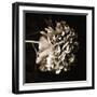 What If-Philippe Sainte-Laudy-Framed Photographic Print