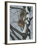 What's Going on - Fox Squirrel-Robert Wavra-Framed Giclee Print