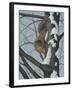 What's Going on - Fox Squirrel-Robert Wavra-Framed Giclee Print