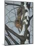 What's Going on - Fox Squirrel-Robert Wavra-Mounted Giclee Print