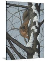 What's Going on - Fox Squirrel-Robert Wavra-Stretched Canvas