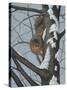 What's Going on - Fox Squirrel-Robert Wavra-Stretched Canvas