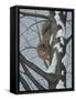 What's Going on - Fox Squirrel-Robert Wavra-Framed Stretched Canvas