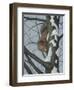 What's Going on - Fox Squirrel-Robert Wavra-Framed Premium Giclee Print