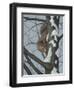 What's Going on - Fox Squirrel-Robert Wavra-Framed Premium Giclee Print