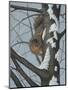 What's Going on - Fox Squirrel-Robert Wavra-Mounted Premium Giclee Print