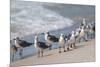 What's Up Gulls-Danny Head-Mounted Photographic Print