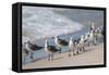 What's Up Gulls-Danny Head-Framed Stretched Canvas