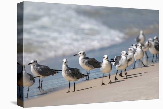 What's Up Gulls-Danny Head-Stretched Canvas