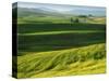 Wheat and Canola, Spokane County, Washington, USA-Charles Gurche-Stretched Canvas