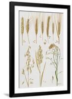 Wheat and Other Crops-Elizabeth Rice-Framed Premium Giclee Print