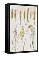 Wheat and Other Crops-Elizabeth Rice-Framed Stretched Canvas