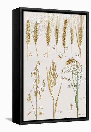 Wheat and Other Crops-Elizabeth Rice-Framed Stretched Canvas