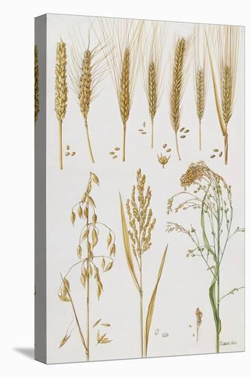 Wheat and Other Crops-Elizabeth Rice-Stretched Canvas