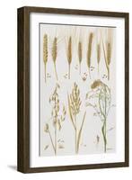 Wheat and Other Crops-Elizabeth Rice-Framed Giclee Print