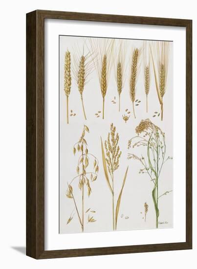 Wheat and Other Crops-Elizabeth Rice-Framed Giclee Print