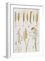 Wheat and Other Crops-Elizabeth Rice-Framed Giclee Print