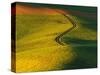 Wheat and Pea Fields-Darrell Gulin-Stretched Canvas