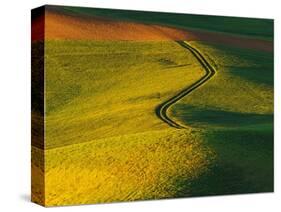 Wheat and Pea Fields-Darrell Gulin-Stretched Canvas