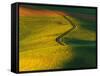 Wheat and Pea Fields-Darrell Gulin-Framed Stretched Canvas