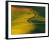 Wheat and Pea Fields-Darrell Gulin-Framed Photographic Print