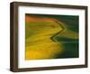 Wheat and Pea Fields-Darrell Gulin-Framed Photographic Print