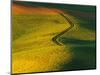 Wheat and Pea Fields-Darrell Gulin-Mounted Photographic Print