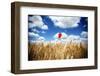 Wheat and Poppy Flower-Alexandru Nika-Framed Photographic Print