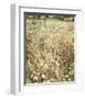 Wheat and Wild Chamomile-Dawne Polis-Framed Art Print