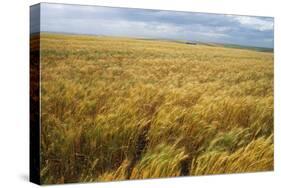 Wheat Blowing in the Wind-Darrell Gulin-Stretched Canvas