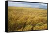 Wheat Blowing in the Wind-Darrell Gulin-Framed Stretched Canvas