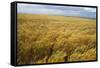 Wheat Blowing in the Wind-Darrell Gulin-Framed Stretched Canvas