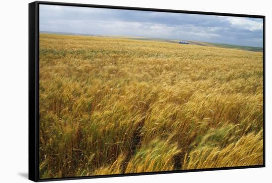 Wheat Blowing in the Wind-Darrell Gulin-Framed Stretched Canvas
